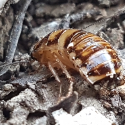 Robshelfordia simplex (Shelford's Western Cockroach) at Gundary, NSW - 12 Apr 2021 by trevorpreston