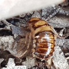 Robshelfordia simplex at Gundary, NSW - 12 Apr 2021 10:39 AM