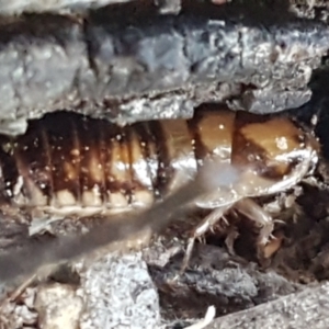 Robshelfordia simplex at Gundary, NSW - 12 Apr 2021 10:39 AM