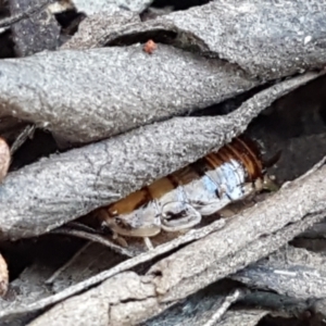 Robshelfordia simplex at Gundary, NSW - 12 Apr 2021 10:39 AM