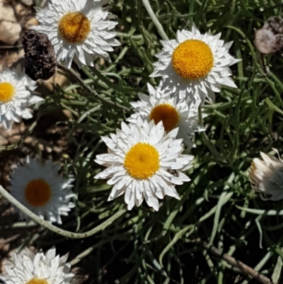Leucochrysum albicans subsp. tricolor (Hoary Sunray) at Quialigo, NSW - 12 Apr 2021 by trevorpreston
