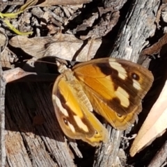 Heteronympha merope (Common Brown Butterfly) at Gundary, NSW - 12 Apr 2021 by tpreston