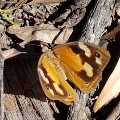 Heteronympha merope (Common Brown Butterfly) at Gundary, NSW - 12 Apr 2021 by tpreston