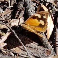 Heteronympha merope at Gundary, NSW - 12 Apr 2021