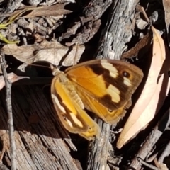 Heteronympha merope at Gundary, NSW - 12 Apr 2021