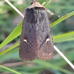 Proteuxoa testaceicollis (Tawny-coloured Noctuid) at Gundary, NSW - 12 Apr 2021 by trevorpreston