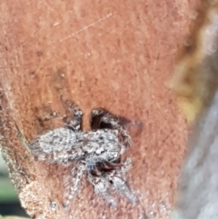 Servaea sp. (genus) (Unidentified Servaea jumping spider) at Pomaderris Nature Reserve - 12 Apr 2021 by tpreston