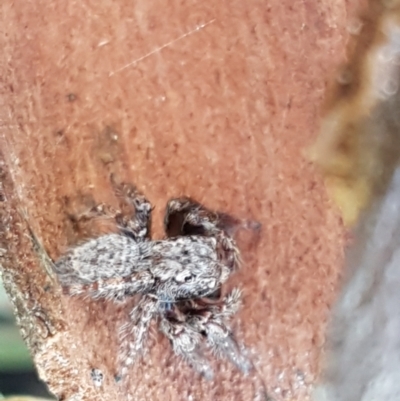 Servaea sp. (genus) (Unidentified Servaea jumping spider) at Gundary, NSW - 12 Apr 2021 by tpreston