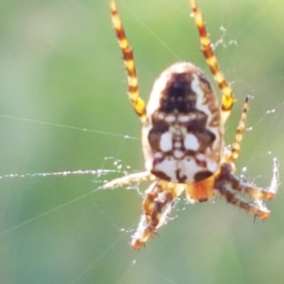 Plebs eburnus (Eastern bush orb-weaver) at Pomaderris Nature Reserve - 12 Apr 2021 by tpreston