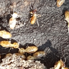 Termitoidae (informal group) (Unidentified termite) at Pomaderris Nature Reserve - 12 Apr 2021 by tpreston