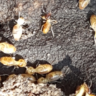 Termitoidae (informal group) (Unidentified termite) at Pomaderris Nature Reserve - 12 Apr 2021 by tpreston