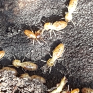 Termitoidae (informal group) at Gundary, NSW - 12 Apr 2021