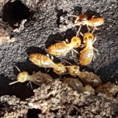 Termitoidae (informal group) at Gundary, NSW - 12 Apr 2021