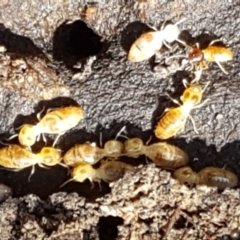 Termitoidae (informal group) at Gundary, NSW - 12 Apr 2021