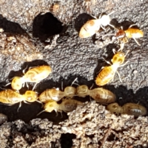 Termitoidae (informal group) at Gundary, NSW - 12 Apr 2021