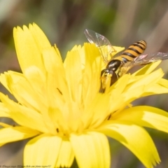 Sphaerophoria macrogaster (Hover Fly) at Forde, ACT - 12 Apr 2021 by Roger