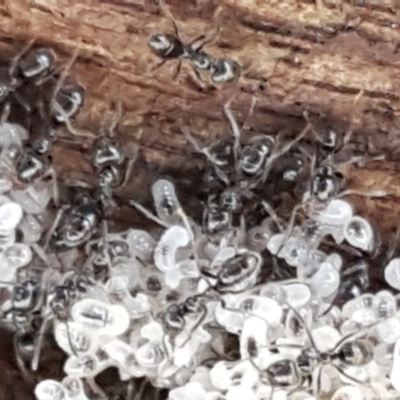Anonychomyrma sp. (genus) (Black Cocktail Ant) at Gundary, NSW - 12 Apr 2021 by tpreston