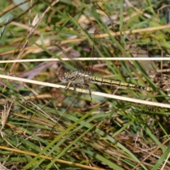 Orthetrum caledonicum (Blue Skimmer) at Forde, ACT - 12 Apr 2021 by Roger
