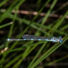 Austrolestes leda (Wandering Ringtail) at Mulligans Flat - 12 Apr 2021 by Roger