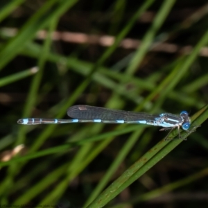 Austrolestes leda at Forde, ACT - 12 Apr 2021