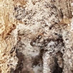 Formicidae (family) (Unidentified ant) at Gundary, NSW - 12 Apr 2021 by tpreston