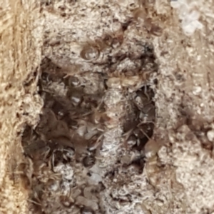 Formicidae (family) at Gundary, NSW - 12 Apr 2021