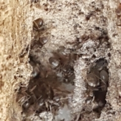 Formicidae (family) at Gundary, NSW - 12 Apr 2021