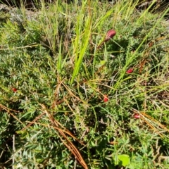 Astroloma humifusum (Cranberry Heath) at Isaacs Ridge and Nearby - 12 Apr 2021 by Mike