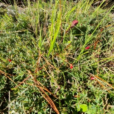 Astroloma humifusum (Cranberry Heath) at Isaacs Ridge and Nearby - 12 Apr 2021 by Mike