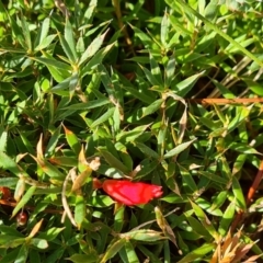 Styphelia humifusum at Isaacs, ACT - 12 Apr 2021