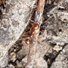 Aphaenogaster longiceps (Funnel ant) at Gundary, NSW - 12 Apr 2021 by trevorpreston