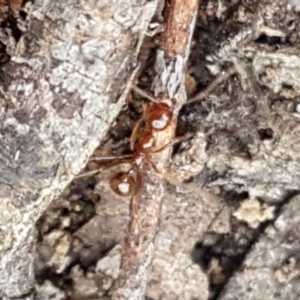 Aphaenogaster longiceps at Gundary, NSW - 12 Apr 2021