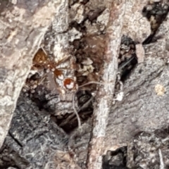 Aphaenogaster longiceps at Gundary, NSW - 12 Apr 2021 12:11 PM