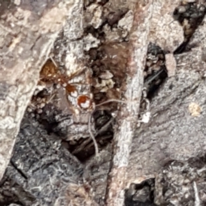 Aphaenogaster longiceps at Gundary, NSW - 12 Apr 2021