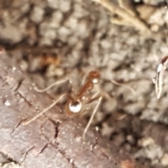 Aphaenogaster longiceps at Gundary, NSW - 12 Apr 2021 12:11 PM