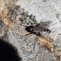 Senostoma sp. (genus) (A parasitoid tachinid fly) at Pomaderris Nature Reserve - 12 Apr 2021 by tpreston