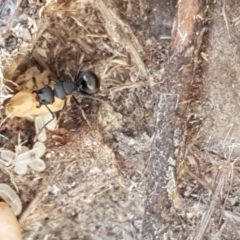 Polyrhachis sp. (genus) (A spiny ant) at Gundary, NSW - 12 Apr 2021 by trevorpreston