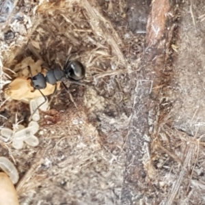 Polyrhachis sp. (genus) at Gundary, NSW - 12 Apr 2021