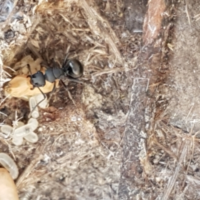 Polyrhachis sp. (genus) (A spiny ant) at Gundary, NSW - 12 Apr 2021 by trevorpreston
