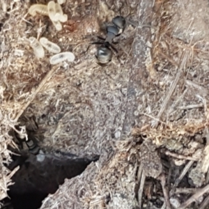 Polyrhachis sp. (genus) at Gundary, NSW - 12 Apr 2021