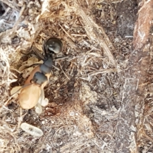 Polyrhachis sp. (genus) at Gundary, NSW - 12 Apr 2021