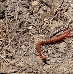 Cormocephalus aurantiipes (Orange-legged Centipede) at Gundary, NSW - 12 Apr 2021 by trevorpreston