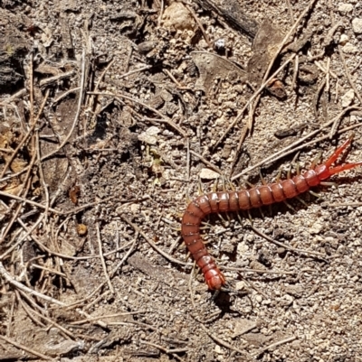Cormocephalus aurantiipes (Orange-legged Centipede) at Gundary, NSW - 12 Apr 2021 by trevorpreston
