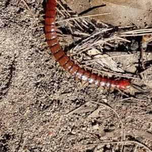 Cormocephalus aurantiipes at Gundary, NSW - 12 Apr 2021