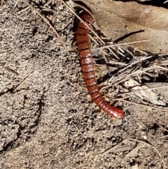 Cormocephalus aurantiipes at Gundary, NSW - 12 Apr 2021 12:07 PM