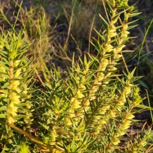 Melichrus urceolatus at Isaacs, ACT - 12 Apr 2021