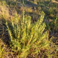 Melichrus urceolatus at Isaacs, ACT - 12 Apr 2021