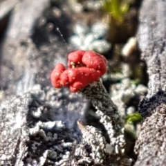 Cladonia sp. (Cup Lichen) at Pomaderris Nature Reserve - 12 Apr 2021 by tpreston