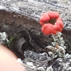 Cladonia sp. (genus) at Gundary, NSW - 12 Apr 2021 12:01 PM