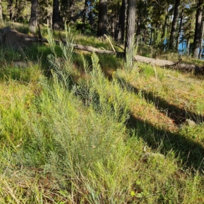 Acacia boormanii (Snowy River Wattle) at Isaacs Ridge and Nearby - 12 Apr 2021 by Mike